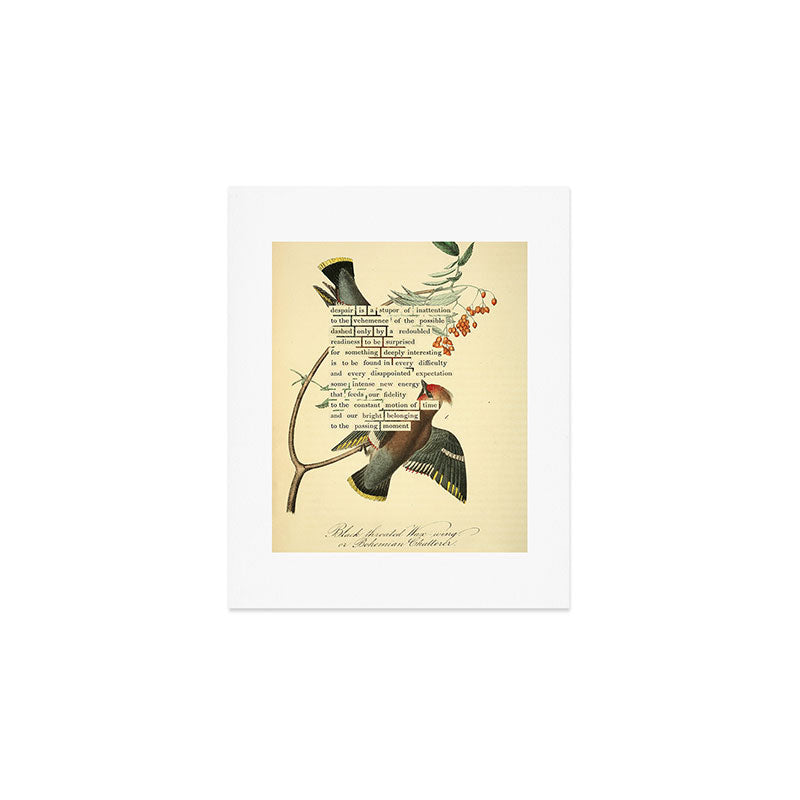 Bohemian Chatterer from 'An Almanac of Birds - Divinations for Uncertain Days' (almanacofbirds.org) Art Print Gallery Image 1