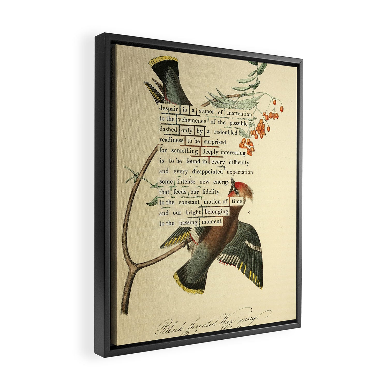 Bohemian Chatterer from 'An Almanac of Birds - Divinations for Uncertain Days' (almanacofbirds.org) Framed Canvas Print Gallery Image 2