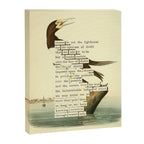 Booby Gannet from 'An Almanac of Birds - Divinations for Uncertain Days' (almanacofbirds.org) Canvas Print Gallery Image 6