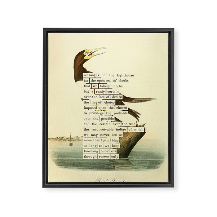 Booby Gannet from 'An Almanac of Birds - Divinations for Uncertain Days' (almanacofbirds.org) Framed Canvas Print Gallery Image 1