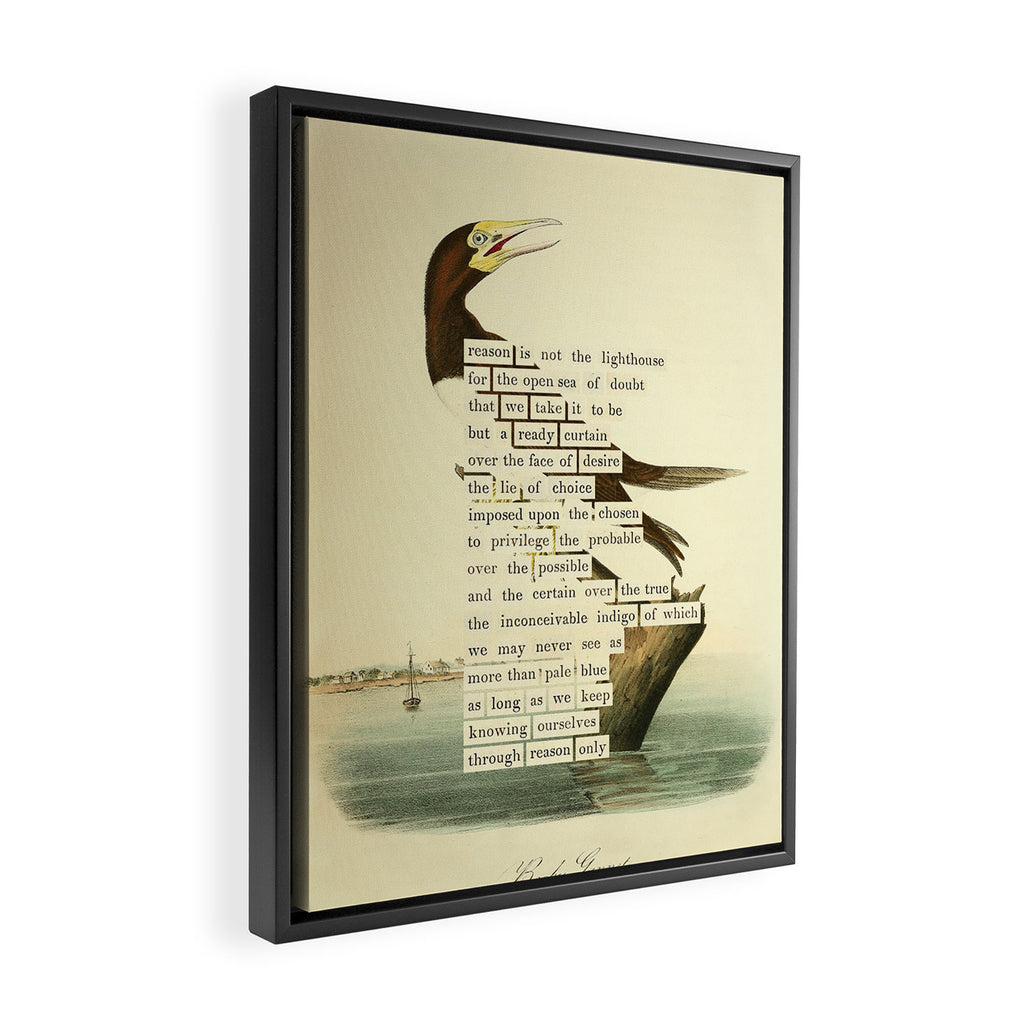 Booby Gannet from 'An Almanac of Birds - Divinations for Uncertain Days' (almanacofbirds.org) Framed Canvas Print Gallery Image 2
