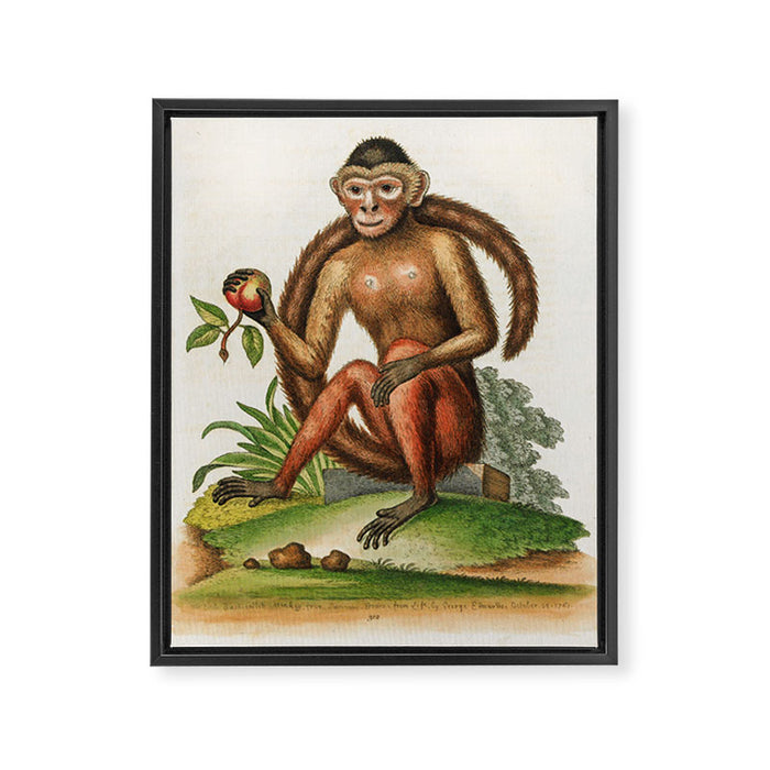 Bush-tailed monkey by George Edwards, 1761 (benefiting The Nature Conservancy) Framed Canvas Print Gallery Image 1
