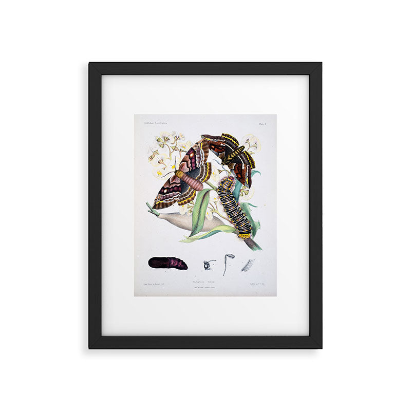 Butterflies by Helena and Harriet Scott from "Australian Lepidoptera," 1864 Framed Art Print Gallery Image 5