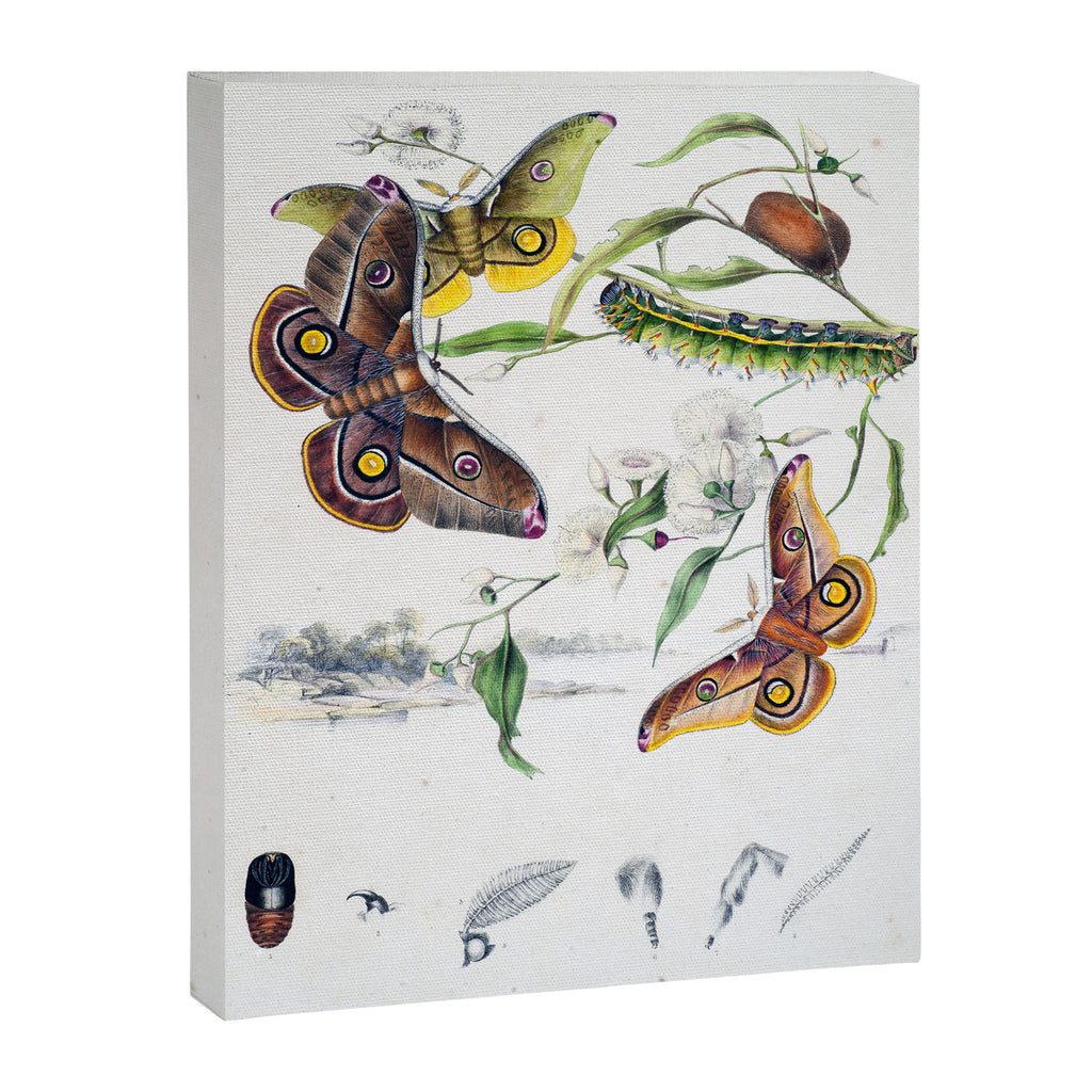 Butterflies by Helena and Harriet Scott from "Australian Lepidoptera," 1864 Canvas Print Gallery Image 6