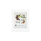 Butterflies by Helena and Harriet Scott from "Australian Lepidoptera," 1864 Art Print Gallery Image 1
