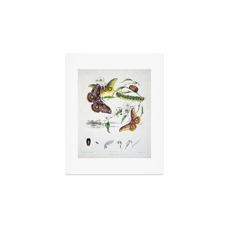 Butterflies by Helena and Harriet Scott from "Australian Lepidoptera," 1864 Art Print Gallery Image 1