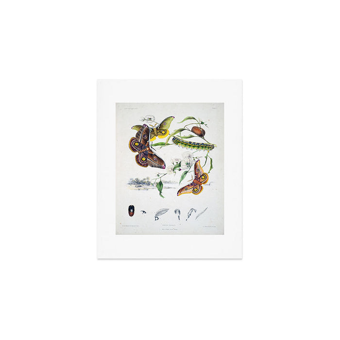 Butterflies by Helena and Harriet Scott from "Australian Lepidoptera," 1864 Art Print Gallery Image 1