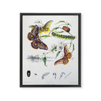 Butterflies by Helena and Harriet Scott from "Australian Lepidoptera," 1864 Framed Canvas Print Gallery Image 6