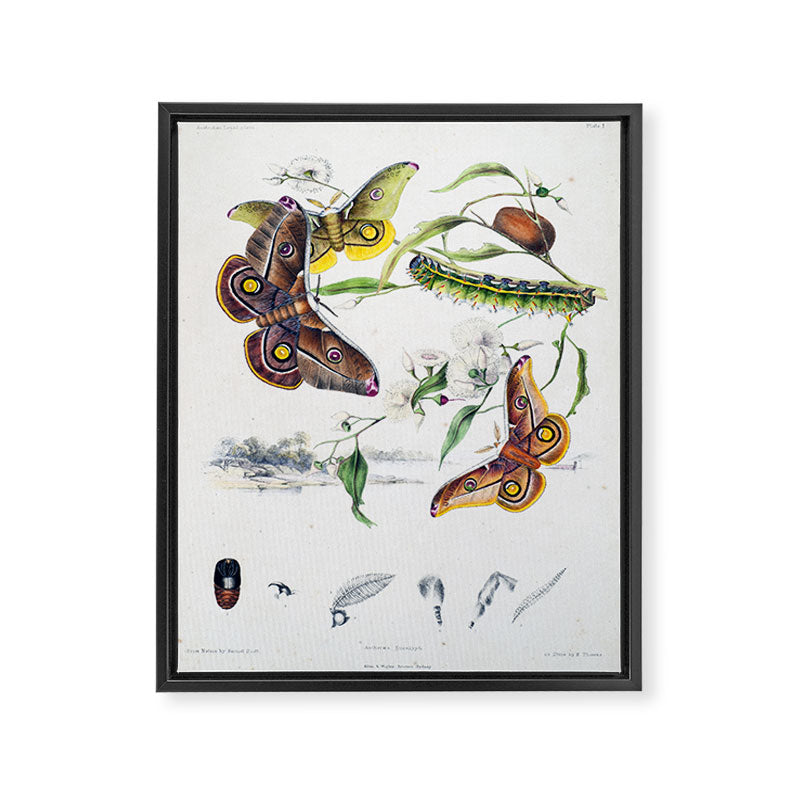 Butterflies by Helena and Harriet Scott from "Australian Lepidoptera," 1864 Framed Canvas Print Gallery Image 6