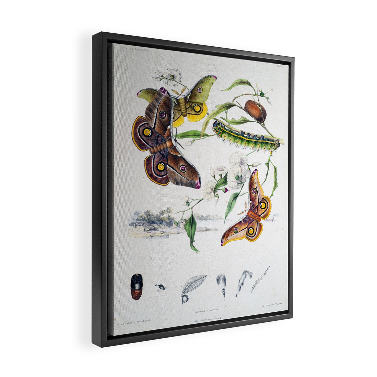 Butterflies by Helena and Harriet Scott from "Australian Lepidoptera," 1864 Framed Canvas Print Gallery Image 2