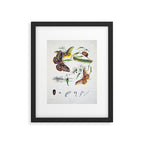 Butterflies by Helena and Harriet Scott from "Australian Lepidoptera," 1864 Framed Art Print Gallery Image 5