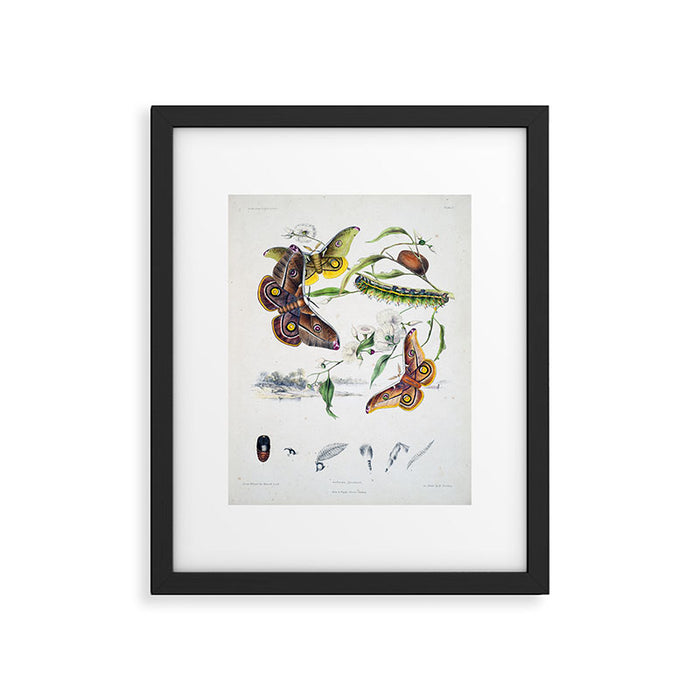 Butterflies by Helena and Harriet Scott from "Australian Lepidoptera," 1864 Framed Art Print Gallery Image 1