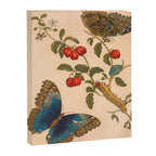 Butterfly metamorphosis by Maria Sibylla Merian, 1705 Canvas Print Gallery Image 6