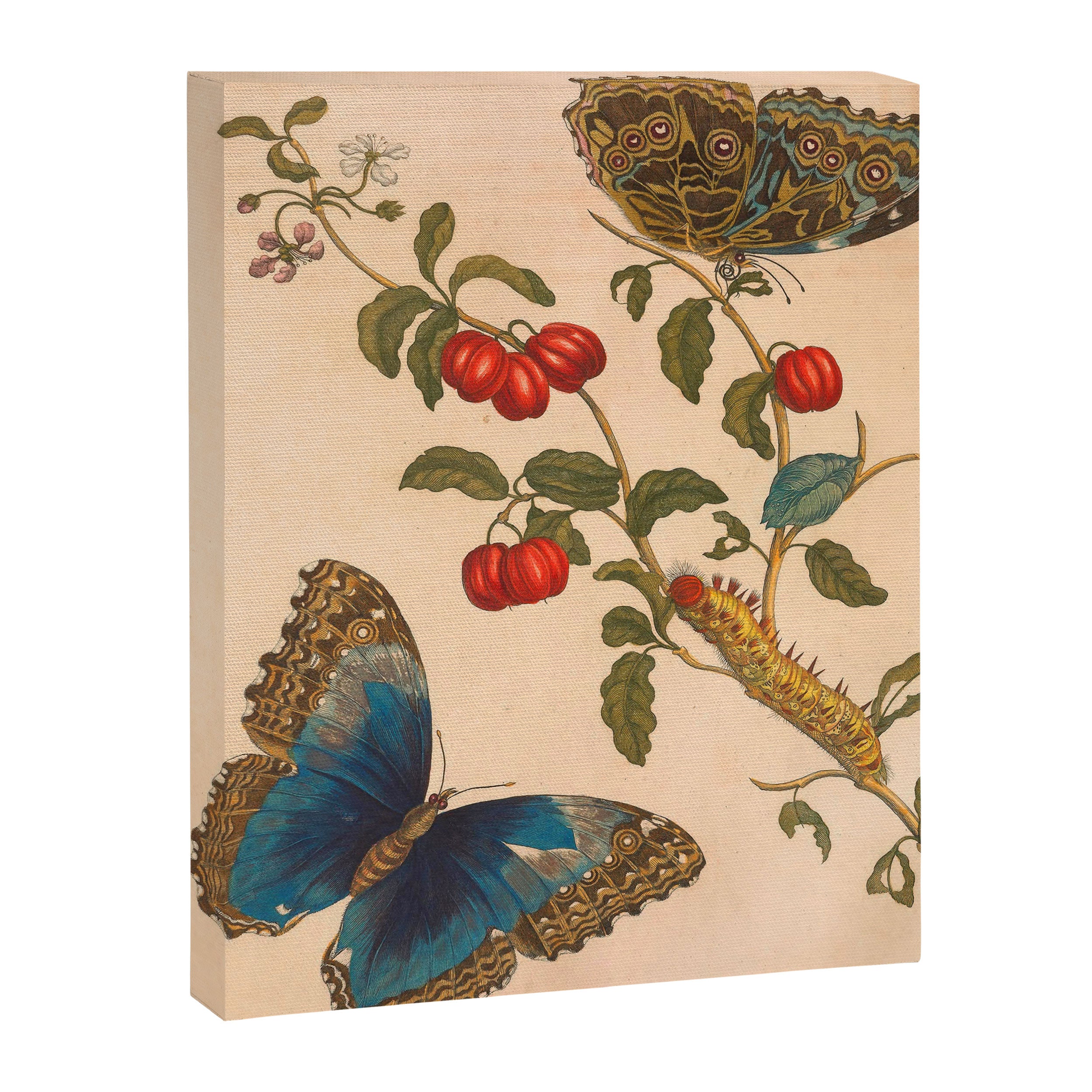 Butterfly metamorphosis by Maria Sibylla Merian, 1705 Canvas Print Gallery Image 6