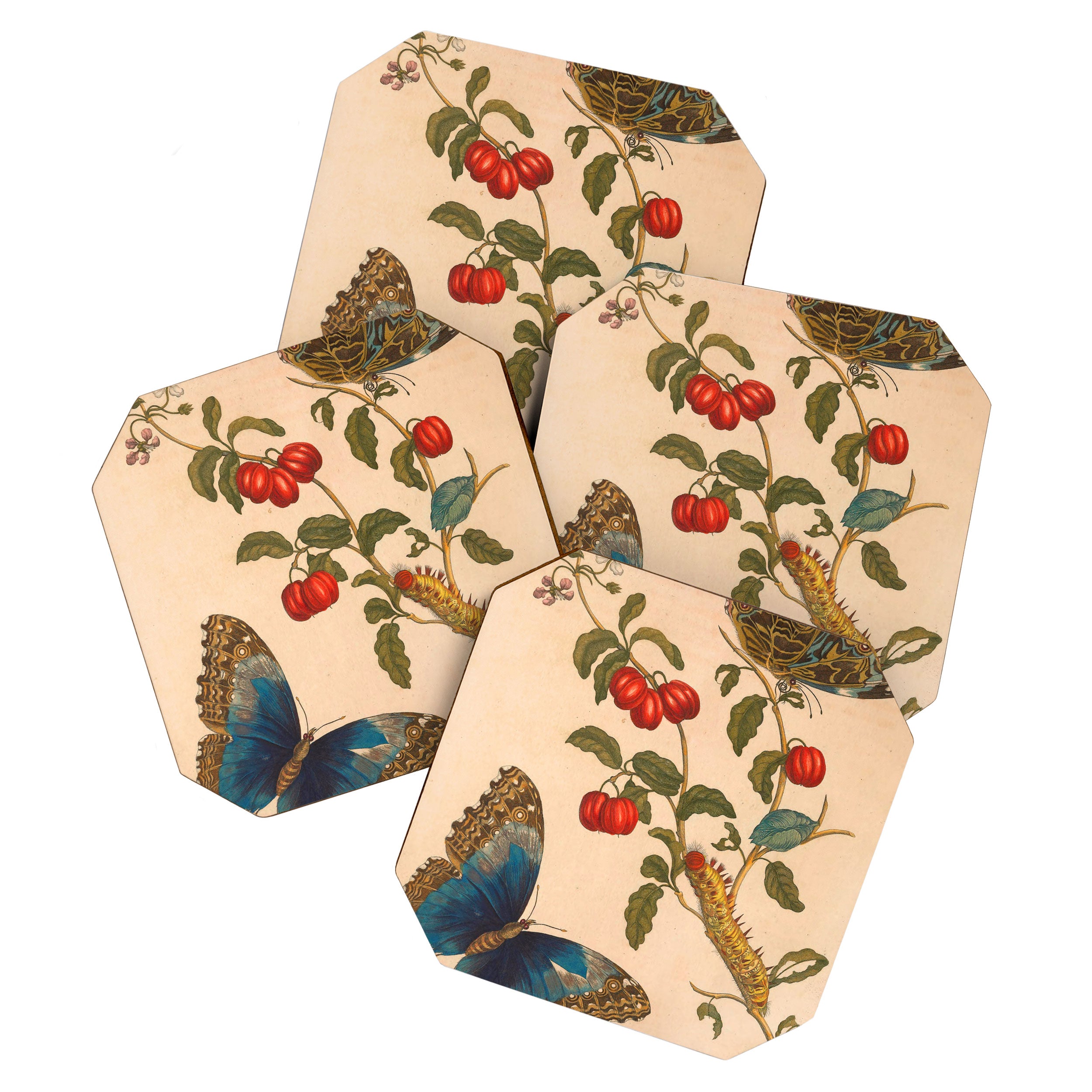 Butterfly metamorphosis by Maria Sibylla Merian, 1705 Coaster Gallery Image 1