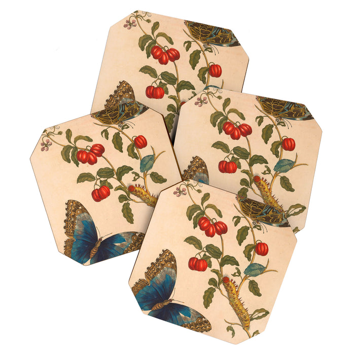 Butterfly metamorphosis by Maria Sibylla Merian, 1705 Coaster Gallery Image 1
