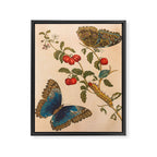 Butterfly metamorphosis by Maria Sibylla Merian, 1705 Framed Canvas Print Gallery Image 6