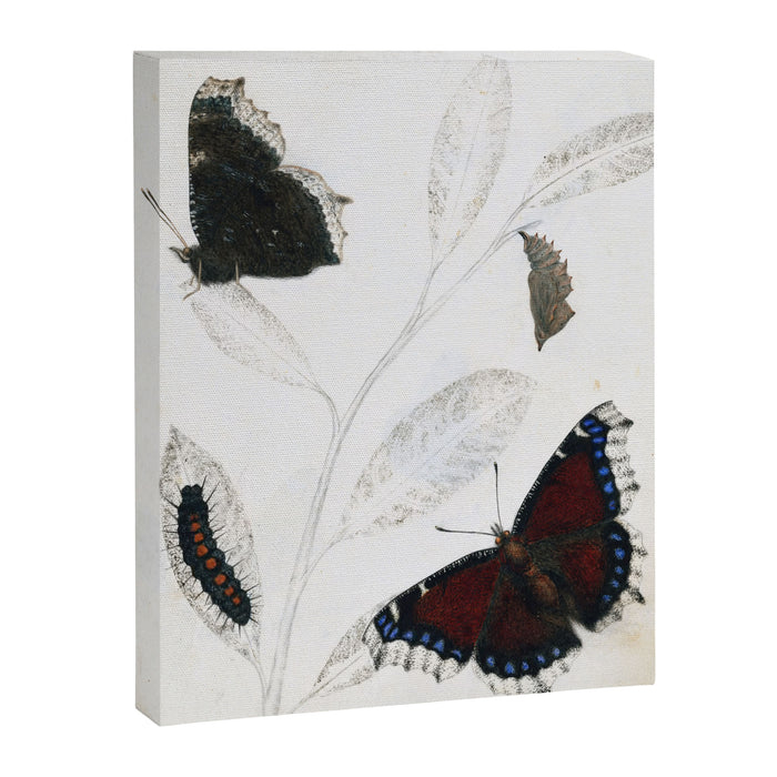 Butterfly metamorphosis by Philip Henry Gosse, 1833  Canvas Print Gallery Image 1