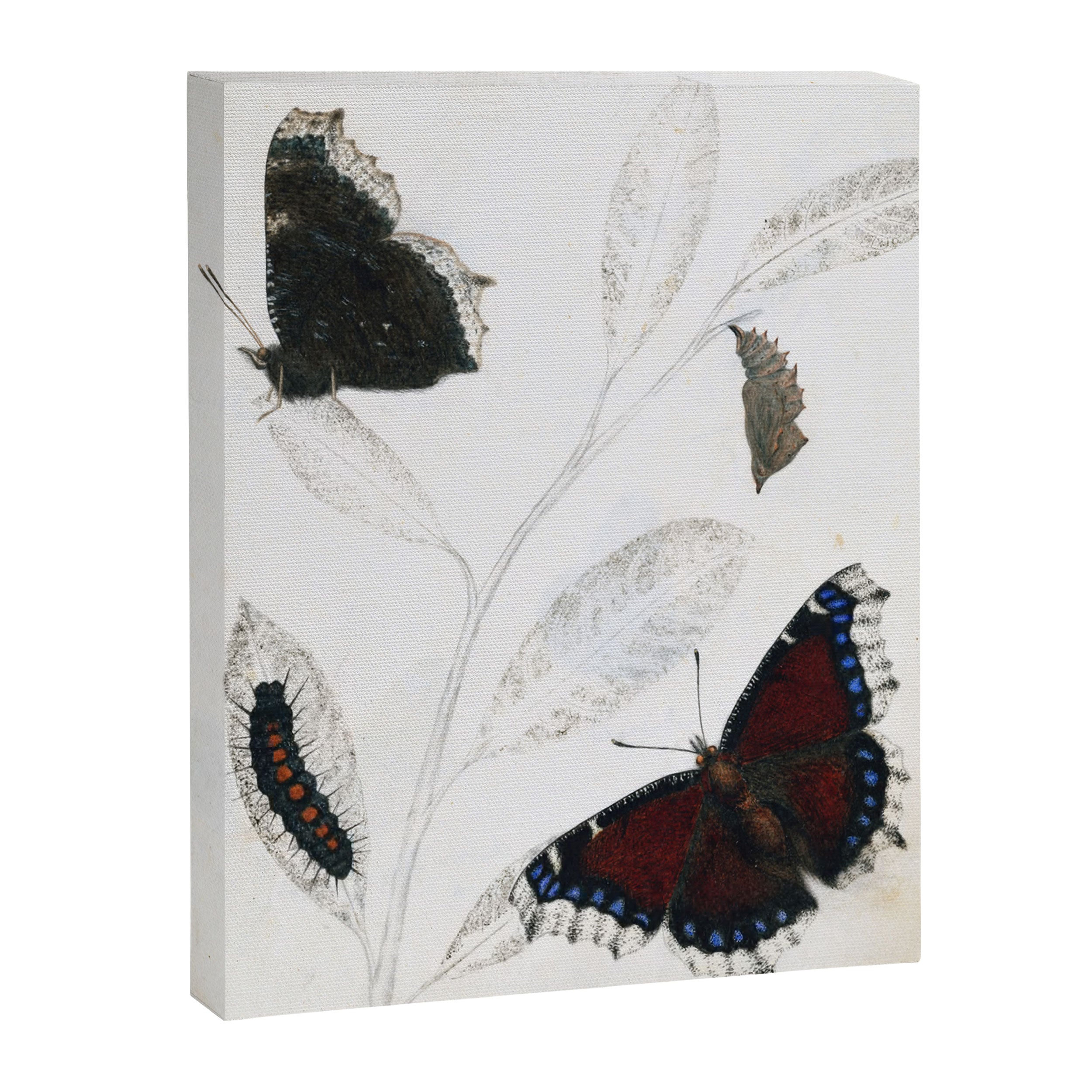 Butterfly metamorphosis by Philip Henry Gosse, 1833  Canvas Print Gallery Image 6