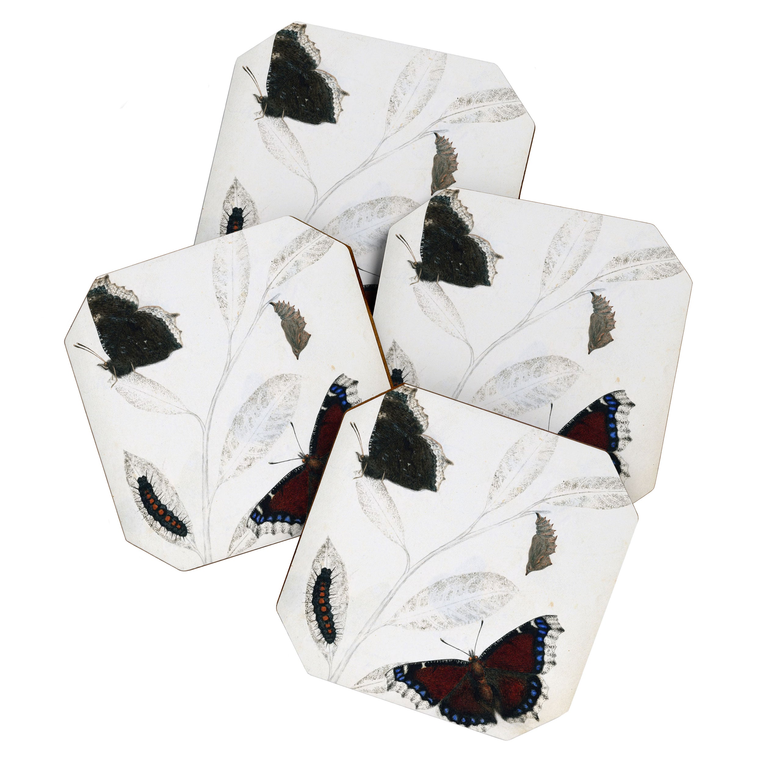 Butterfly metamorphosis by Philip Henry Gosse, 1833  Coaster Gallery Image 1