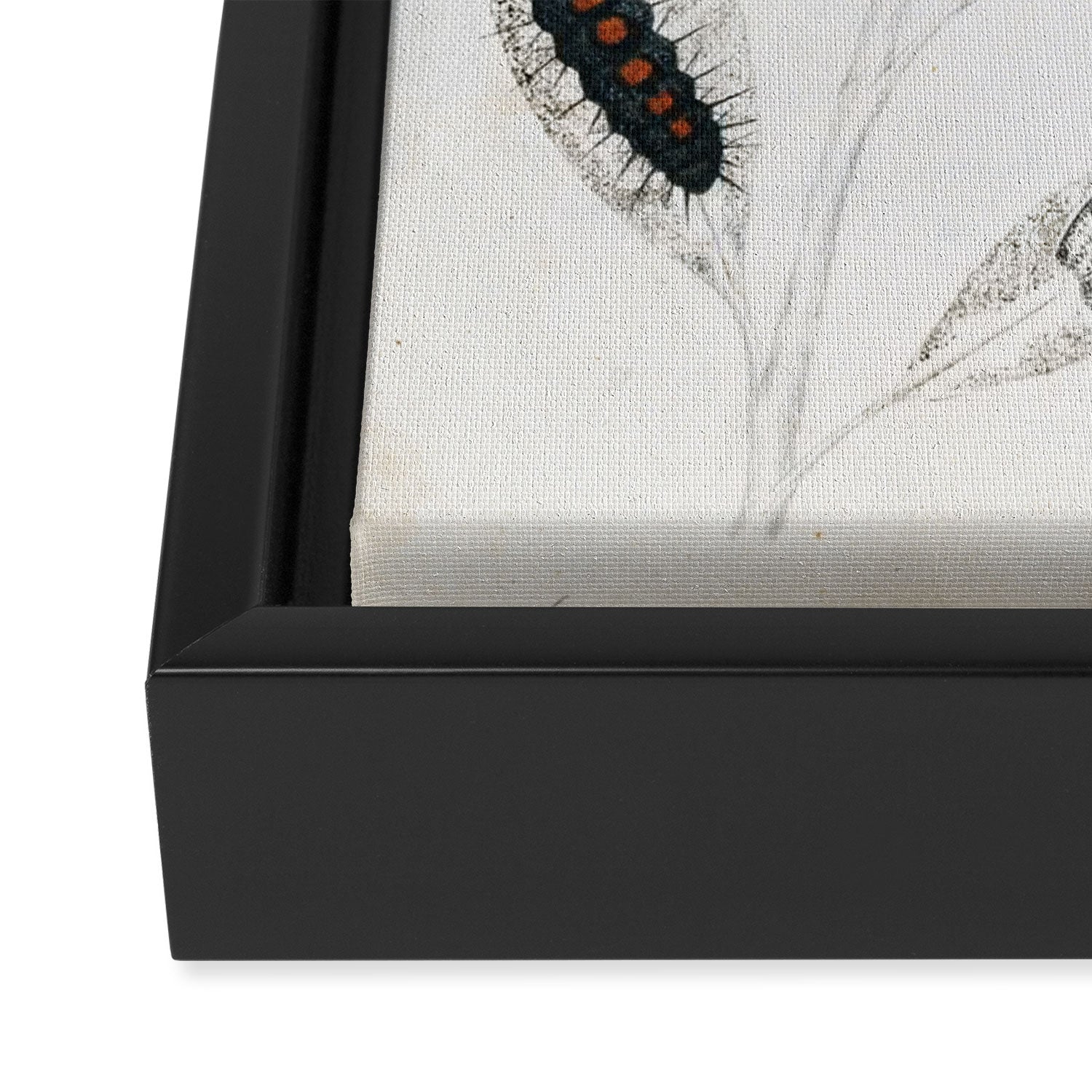 Butterfly metamorphosis by Philip Henry Gosse, 1833  Framed Canvas Print Gallery Image 3