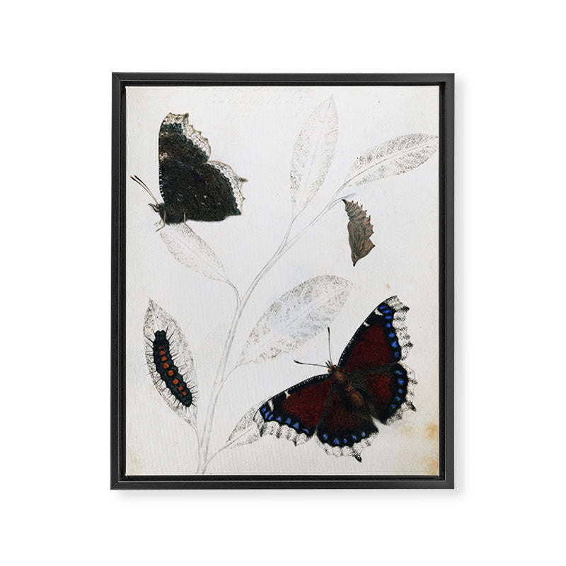 Butterfly metamorphosis by Philip Henry Gosse, 1833  Framed Canvas Print Gallery Image 6