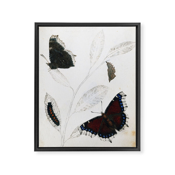 Butterfly metamorphosis by Philip Henry Gosse, 1833  Framed Canvas Print Gallery Image 1