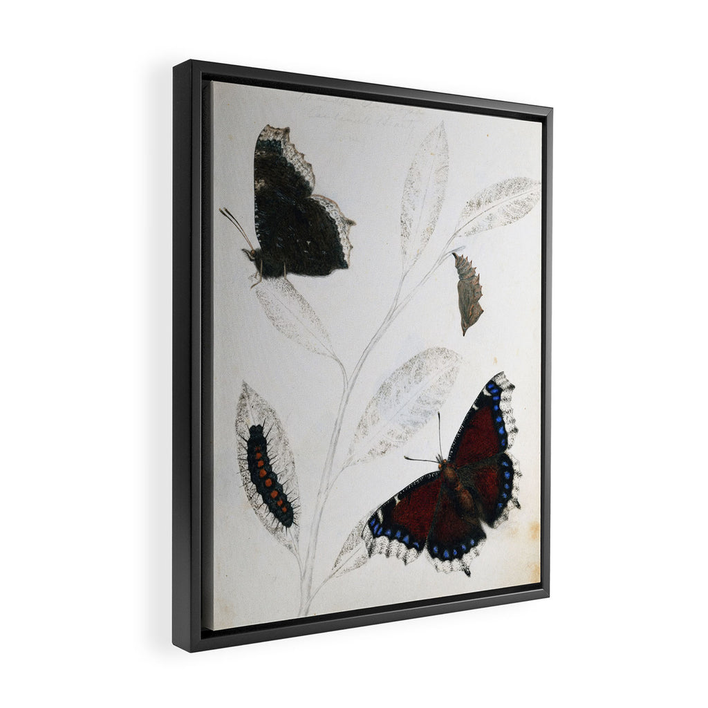 Butterfly metamorphosis by Philip Henry Gosse, 1833  Framed Canvas Print Gallery Image 2