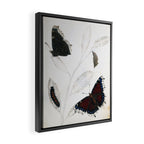 Butterfly metamorphosis by Philip Henry Gosse, 1833  Framed Canvas Print Gallery Image 2