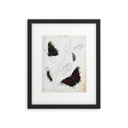 Butterfly metamorphosis by Philip Henry Gosse, 1833  Framed Art Print Gallery Image 5