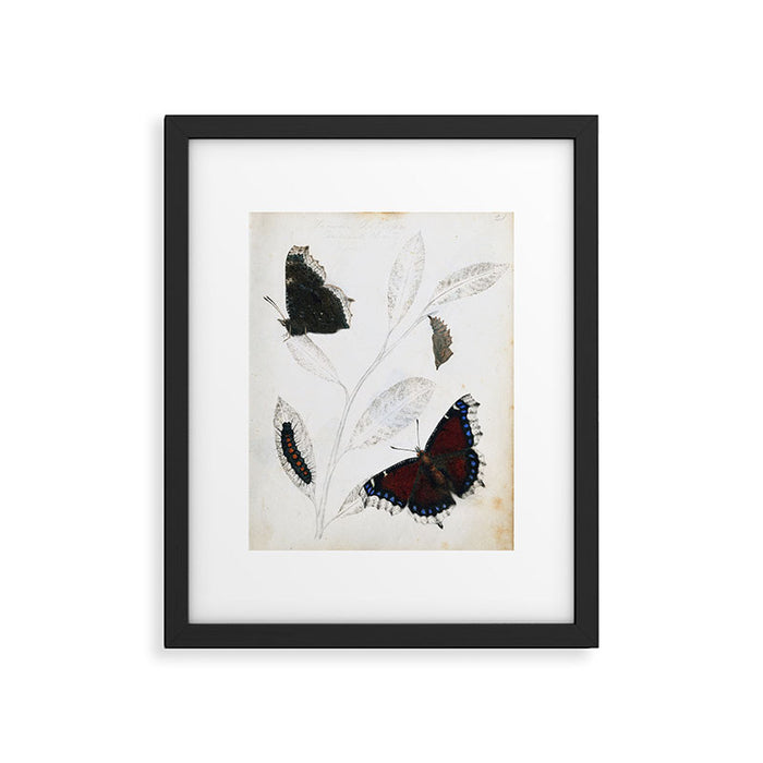 Butterfly metamorphosis by Philip Henry Gosse, 1833  Framed Art Print Gallery Image 1