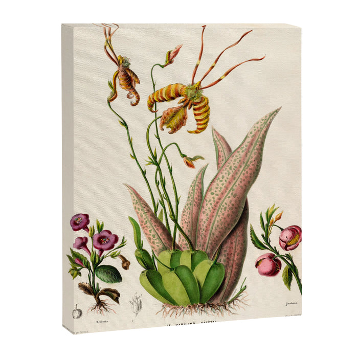 Butterfly orchid from "Flore dâAmÃ©rique" by Ãtienne Denisse, 1840s Canvas Print Gallery Image 1