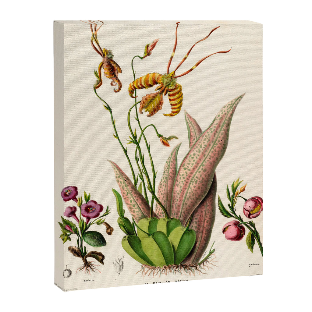 Butterfly orchid from "Flore dâAmÃ©rique" by Ãtienne Denisse, 1840s Canvas Print Gallery Image 6
