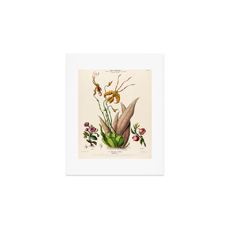Butterfly orchid from "Flore dâAmÃ©rique" by Ãtienne Denisse, 1840s Art Print Gallery Image 1
