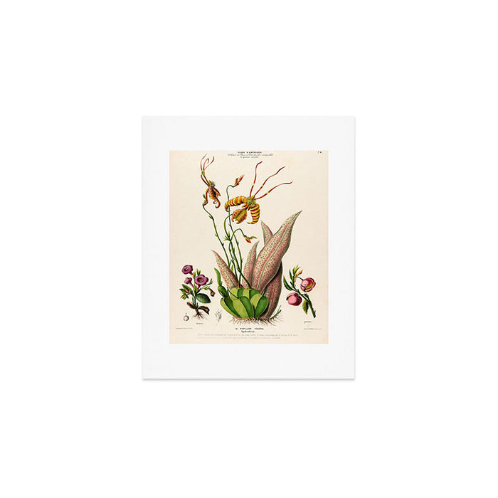 Butterfly orchid from "Flore dâAmÃ©rique" by Ãtienne Denisse, 1840s Art Print Gallery Image 1