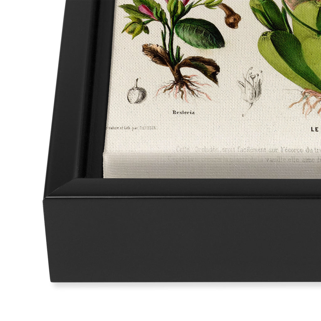 Butterfly orchid from "Flore dâAmÃ©rique" by Ãtienne Denisse, 1840s Framed Canvas Print Gallery Image 3