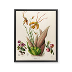 Butterfly orchid from "Flore dâAmÃ©rique" by Ãtienne Denisse, 1840s Framed Canvas Print Gallery Image 6