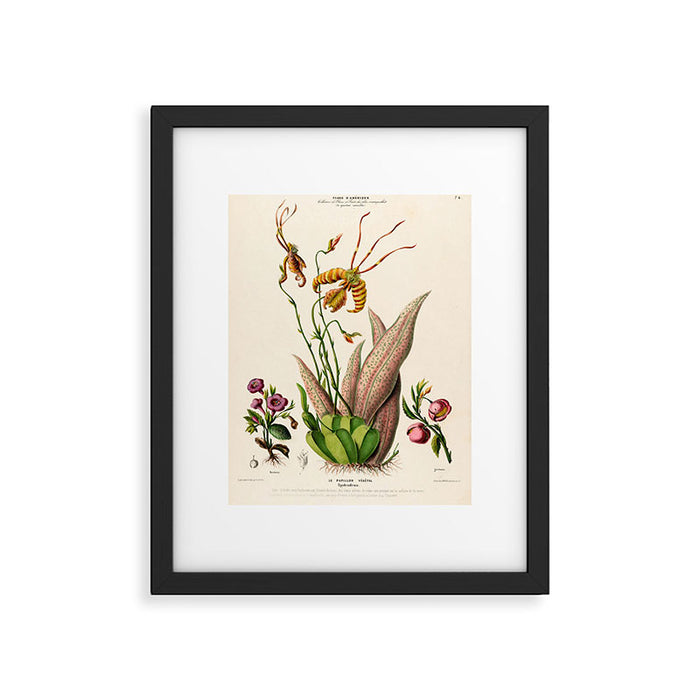 Butterfly orchid from "Flore dâAmÃ©rique" by Ãtienne Denisse, 1840s Framed Art Print Gallery Image 1