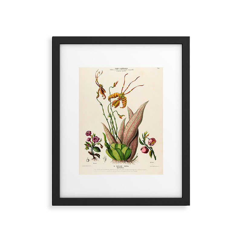 Butterfly orchid from "Flore dâAmÃ©rique" by Ãtienne Denisse, 1840s Framed Art Print Gallery Image 5