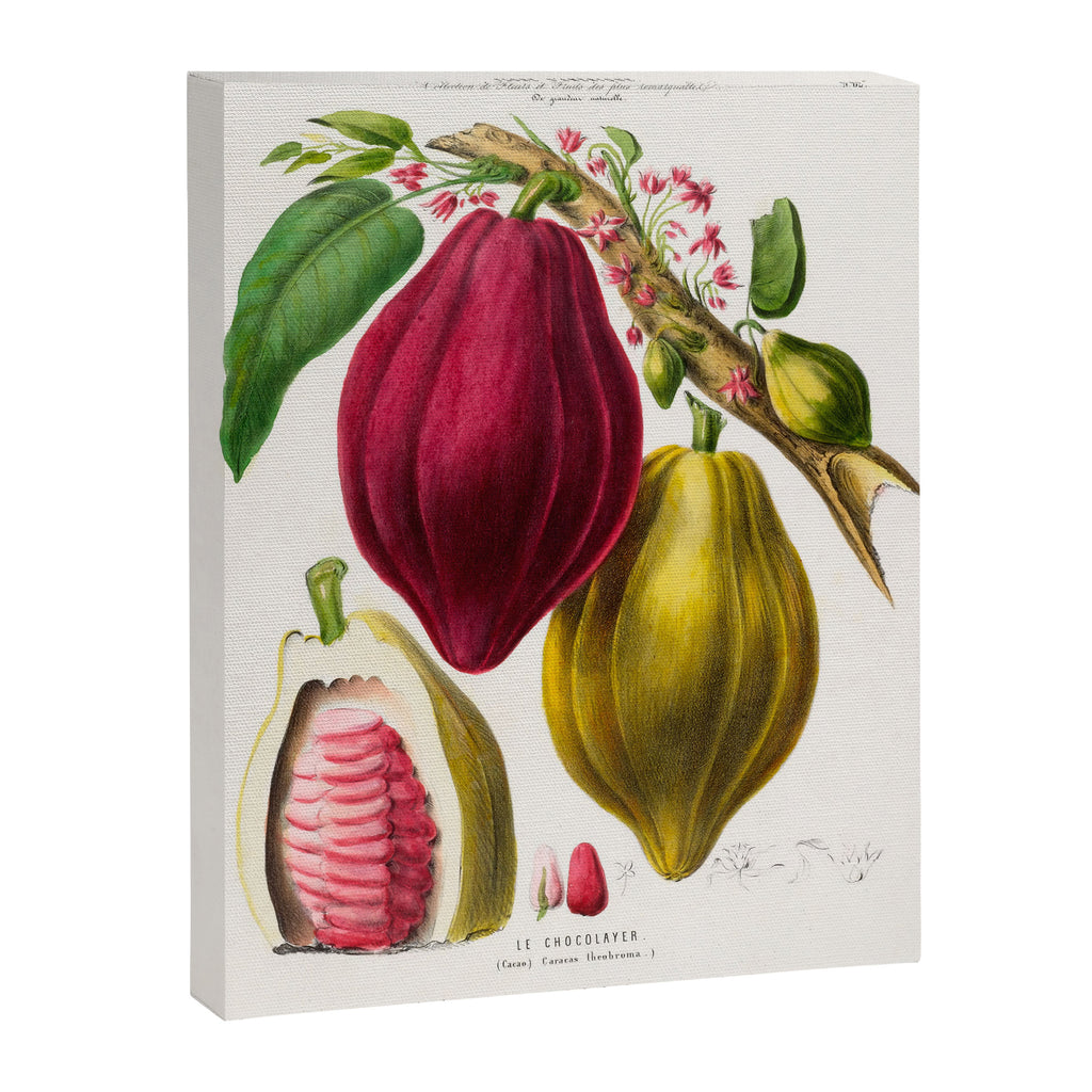 Cacao from "Flore dâAmÃ©rique" by Ãtienne Denisse, 1840s Canvas Print Gallery Image 6