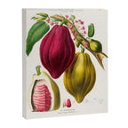 Cacao from "Flore dâAmÃ©rique" by Ãtienne Denisse, 1840s Canvas Print Gallery Image 6