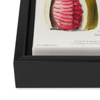 Cacao from "Flore dâAmÃ©rique" by Ãtienne Denisse, 1840s Framed Canvas Print Gallery Image 3