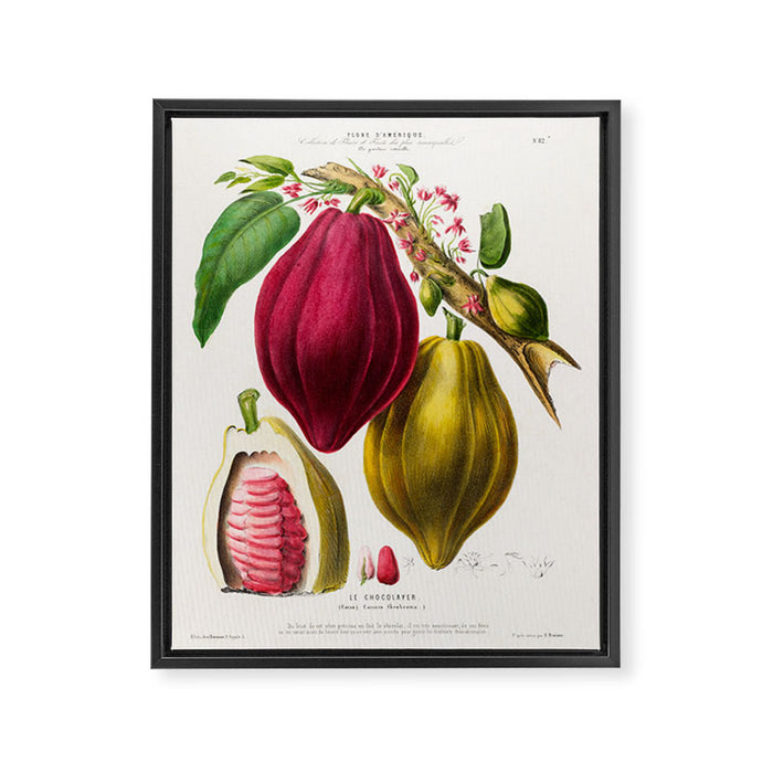 Cacao from "Flore dâAmÃ©rique" by Ãtienne Denisse, 1840s Framed Canvas Print Gallery Image 1