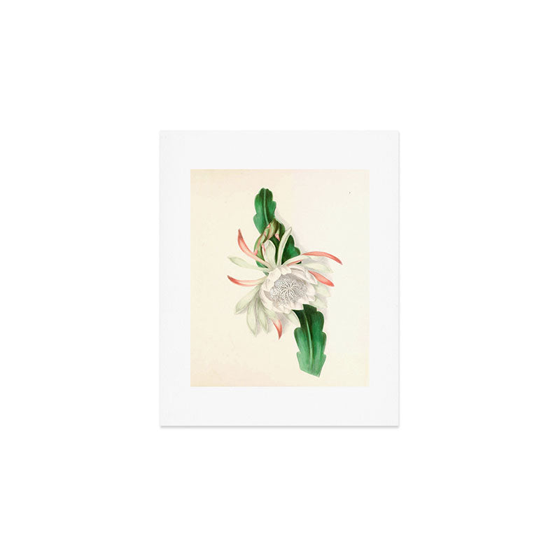  Cactus by Clarissa Munger Badger, 1866 (benefitting The Nature Conservancy) Art Print Gallery Image 1