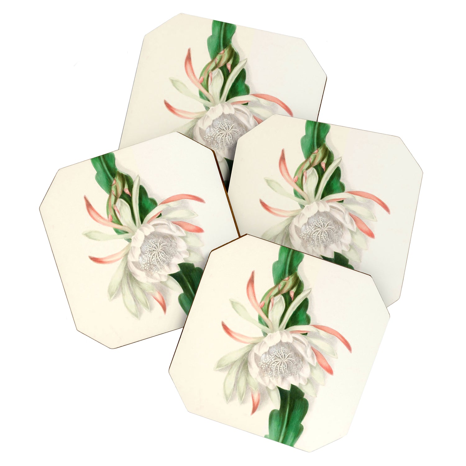  Cactus by Clarissa Munger Badger, 1866 (benefitting The Nature Conservancy) Coaster Gallery Image 1