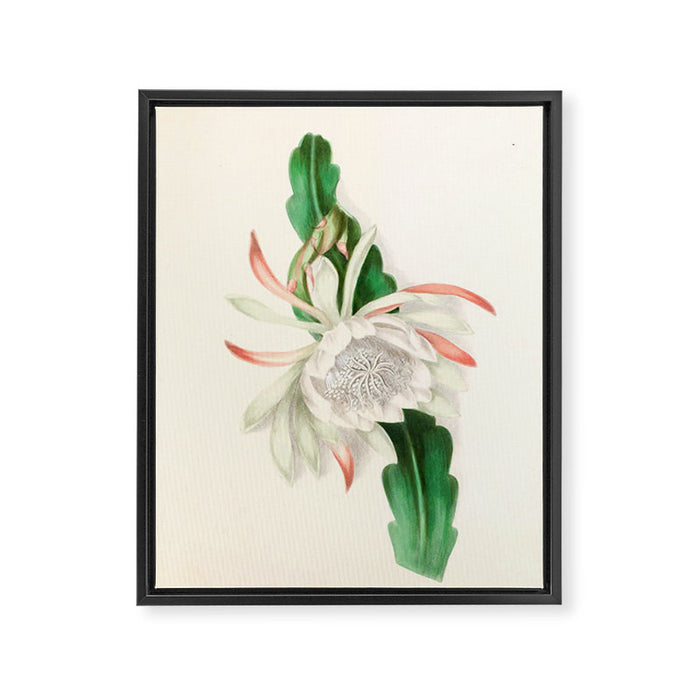  Cactus by Clarissa Munger Badger, 1866 (benefitting The Nature Conservancy) Framed Canvas Print Gallery Image 1