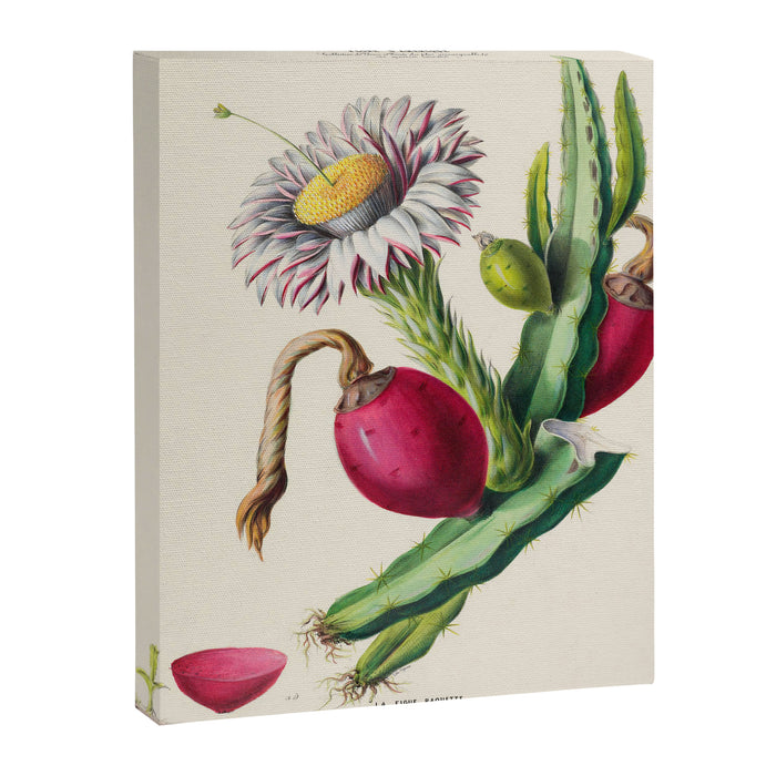 Cactus from "Flore dâAmÃ©rique" by Ãtienne Denisse, 1840s Canvas Print Gallery Image 1