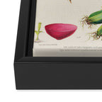 Cactus from "Flore dâAmÃ©rique" by Ãtienne Denisse, 1840s Framed Canvas Print Gallery Image 3