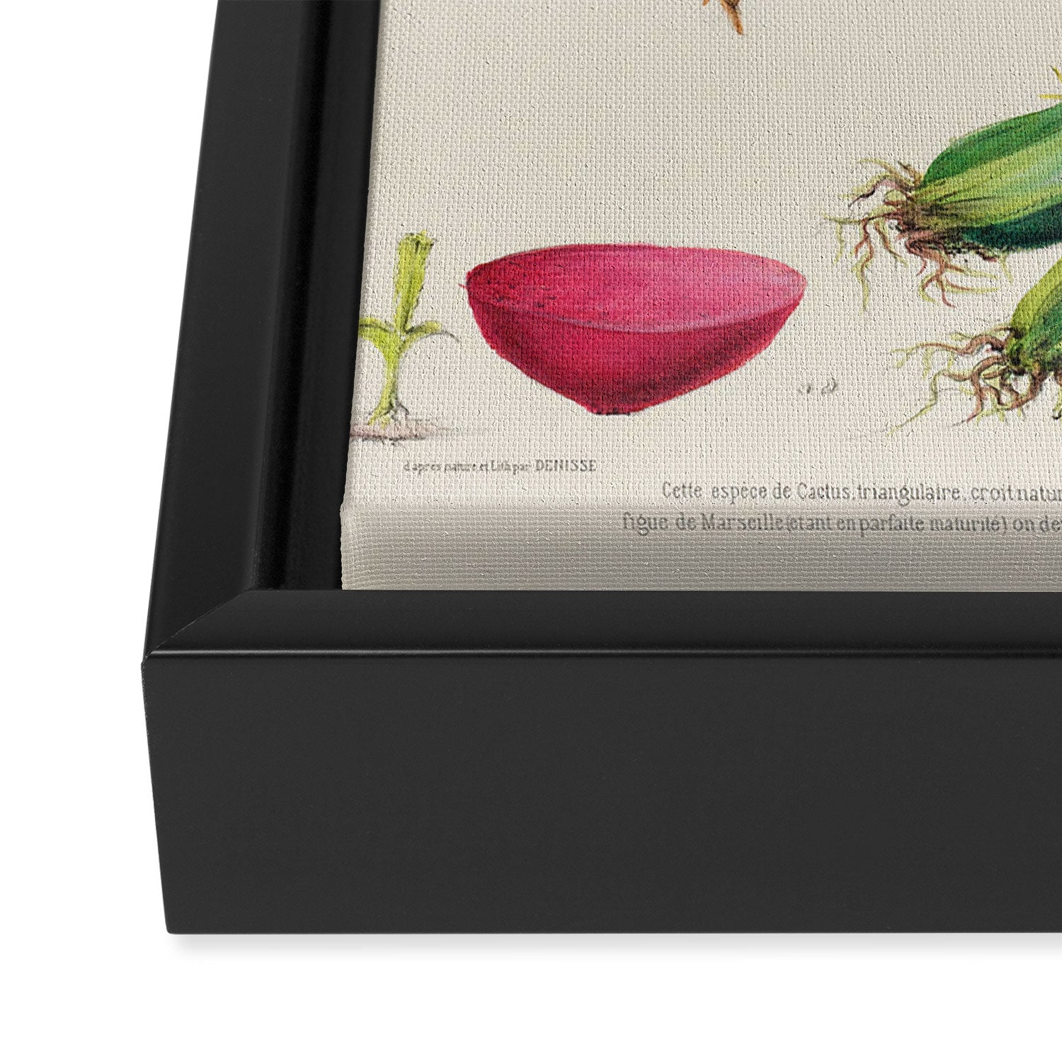 Cactus from "Flore dâAmÃ©rique" by Ãtienne Denisse, 1840s Framed Canvas Print Gallery Image 3