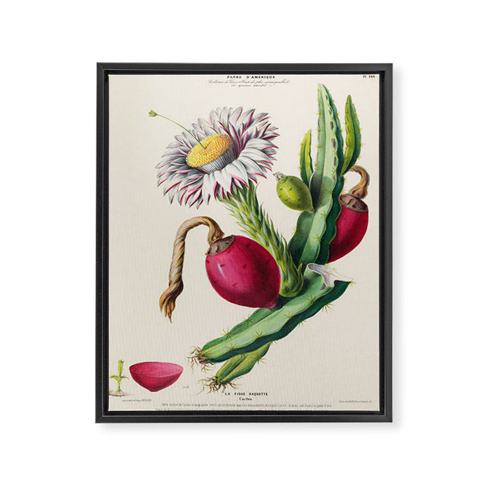 Cactus from "Flore dâAmÃ©rique" by Ãtienne Denisse, 1840s Framed Canvas Print Gallery Image 1